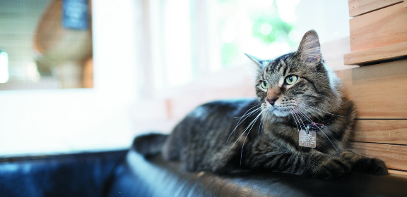 Фото кота на спинке дивана