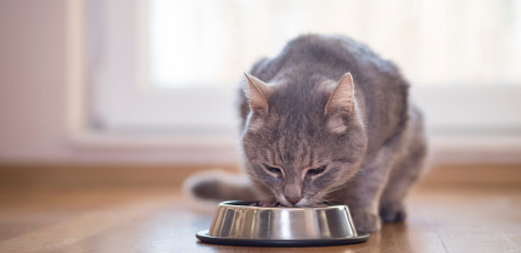 Фото кошки над тарелкой
