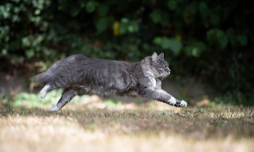 Фото кот бежит