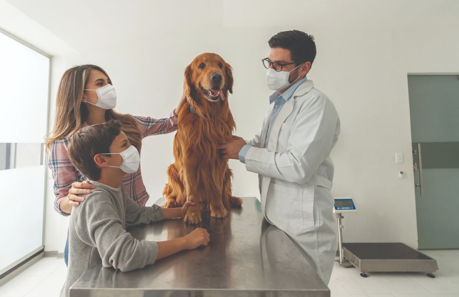 ветеринар осматривает собаку