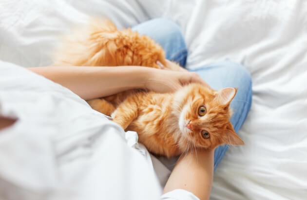 Постепенное разогревание кошки с помощью теплых одеял или подушек