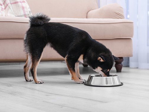 Dog eating food