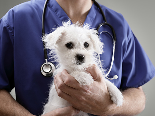 dog with vet