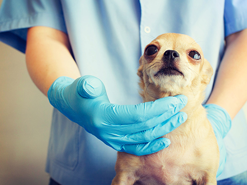 Dog with vet