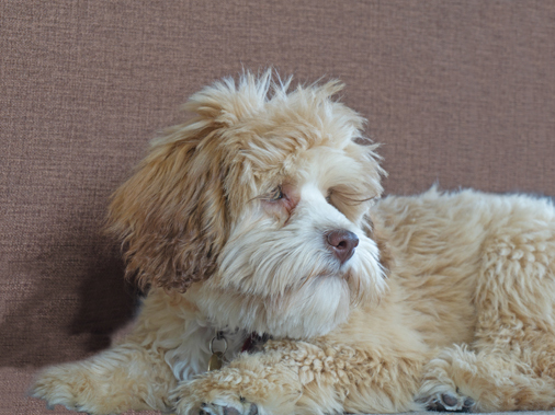 Порода собак левхен - муза для живописцев