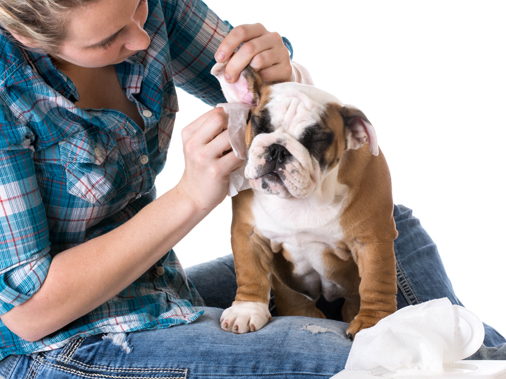 Средства для очистки ушей собаки