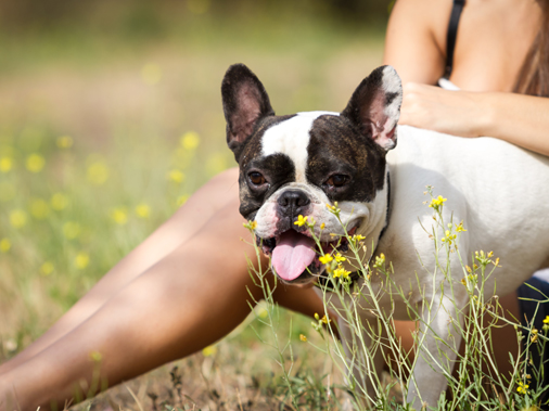 Полезны ли собаке летние фрукты и овощи?