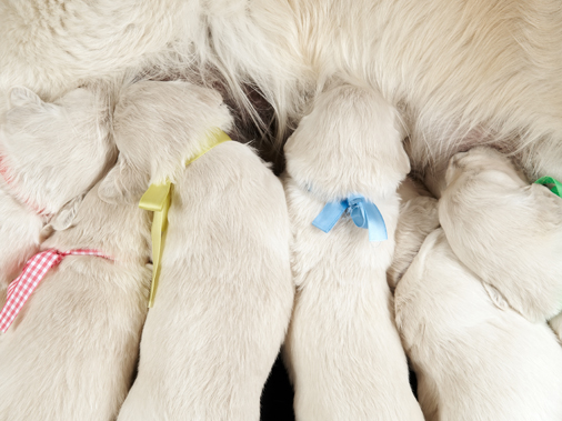 Беременность собак мелких пород