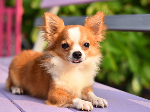 Как выглядят маленькие породы собак Pin by Olya Lysak on Собаки чихуахуа Chihuahua puppies, Baby dogs, Teacup chihua
