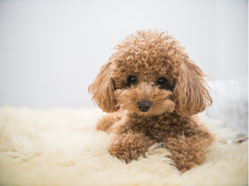 Той-пудель: фото, описание и характер породы собак - Purina ONE®