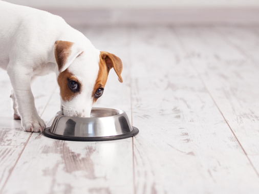 Умеют ли собаки жевать?