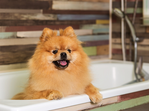 Фото собаки в ванной