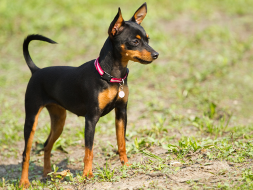 Самая маленькая порода собак в мире - 2,6 килограмма счастья