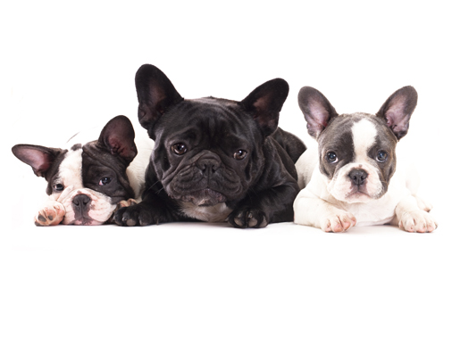 Самые популярные окрасы французского бульдога: стандарт и обозначения