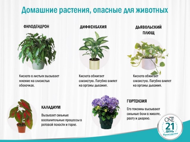 Растения опасные для кошек — Purina ONE®