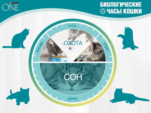 Распорядок дня кошек: особенности биологических часов - PurinaOne.ru