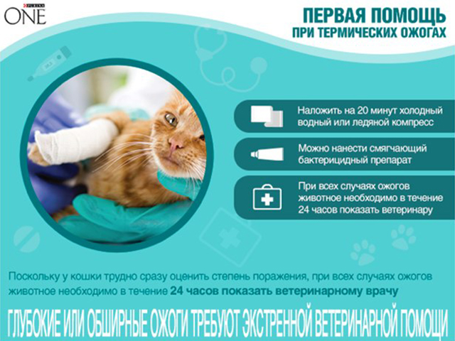 Ожоги у кошек