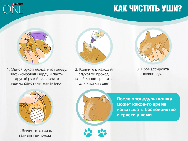 Как почистить уши кошке — Purina ONE®