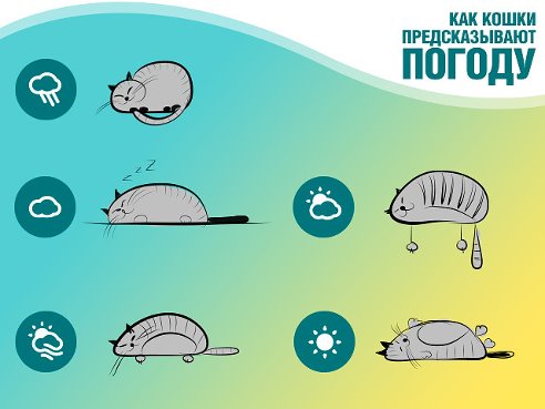 ​Как кошки предсказывают погоду