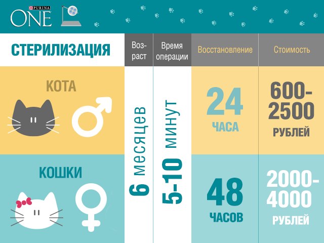 ​Стерилизация кошек: оптимальное время и рекомендации ветеринаров