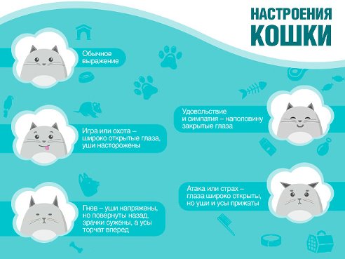 Настроение кота: как определить и понять питомца - Purina ONE®