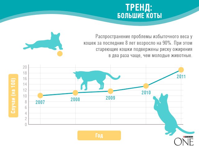 ​Причины, профилактика и способы лечения ожирения у кота