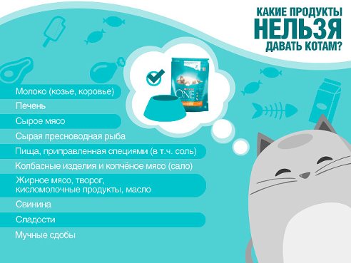 ​Что нельзя давать кошкам и почему