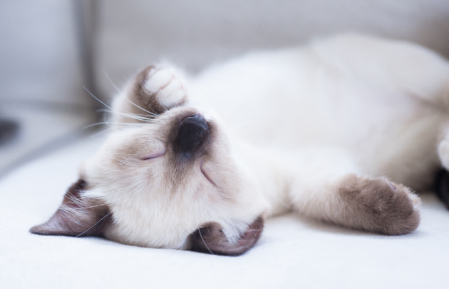Почему кошки спят на человеке или рядом — Purina ONE®