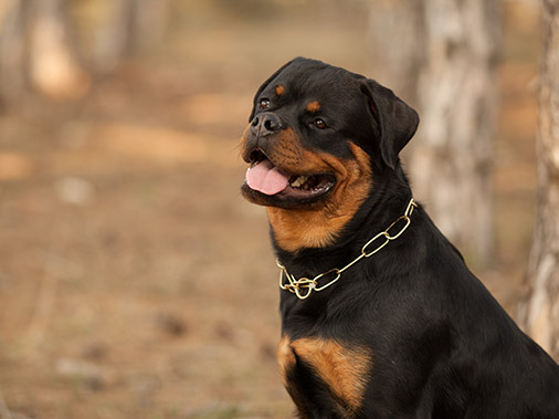 Бойцовские собаки: фото и описание пород — Purina ONE®