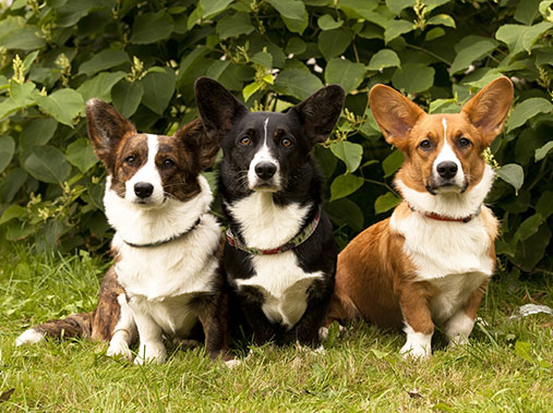 Средние породы собак: ТОП-15 с названиями и фото - Purina ONE®