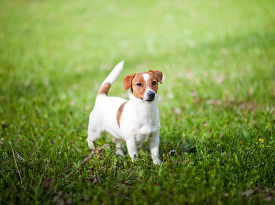 Джек-рассел-терьер: фото породы, описание, характер собак - Purina One