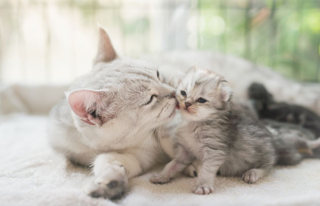 Беременность у кошек: признаки и сколько длится - Purina ONE®