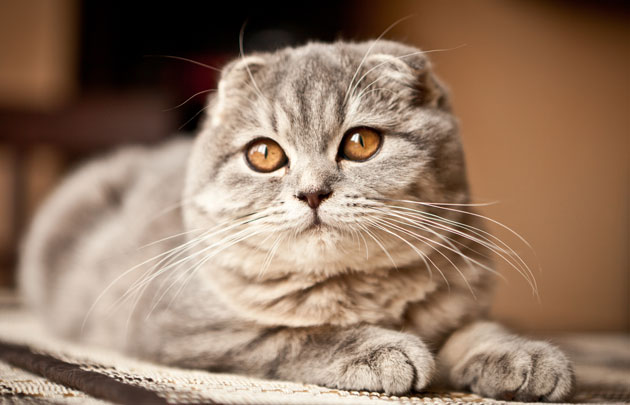 Шотландская вислоухая кошка: фото, характер, описание скоттиш-фолда