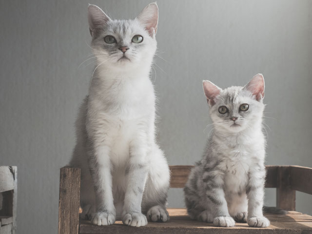 Сколько лет кошке и какой именно ее возраст сравнить с возрастом кошки человеческим [Кошки cats]
