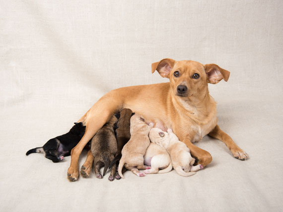 Беременность у собак: признаки и сколько длится - Purina ONE®