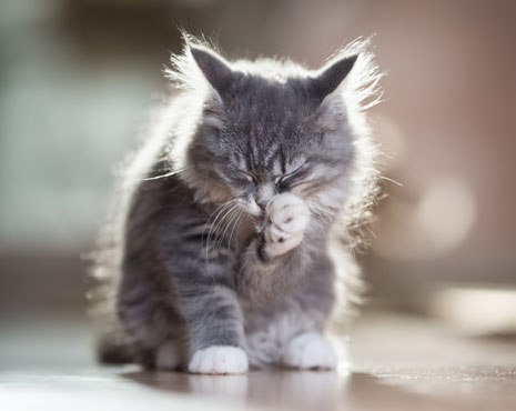 ​Клещи у кошек и котов: ушной, подкожный и иксодовый клещ
