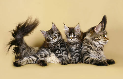 Роды у кошки: признаки, как проходят, что делать хозяину - Purina ONE®
