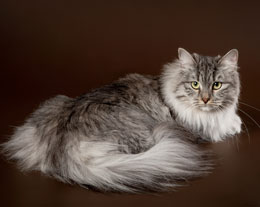 ​Сибирская кошка