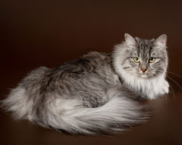 Сибирская кошка