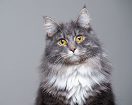 Бешенство у кошек: симптомы, способы заражения, профилактика