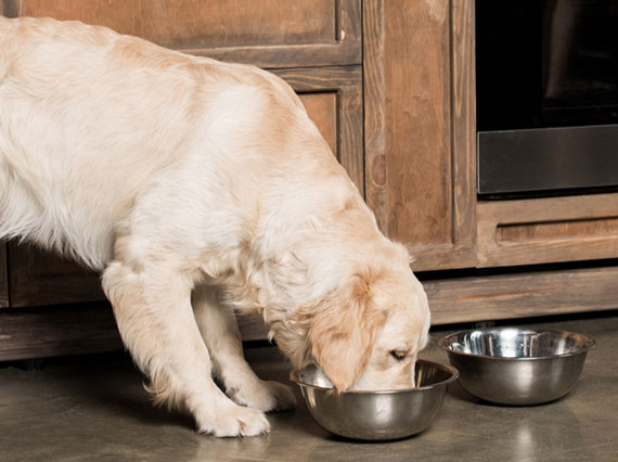 Чем и как правильно кормить собаку
