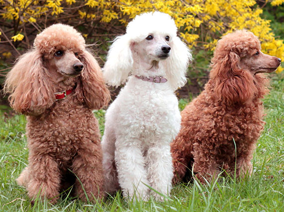 Карликовый пудель: фото собак, описание, характер породы - Purina ONE®