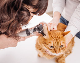 Фото осмотра уха кота у ветеринара
