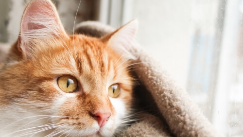 Мочекаменная болезнь у кошек