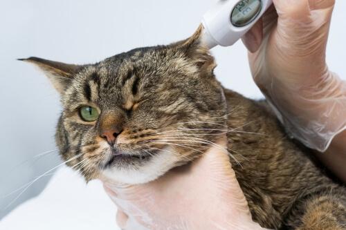 Нормальная температура у кошек — Purina ONE®