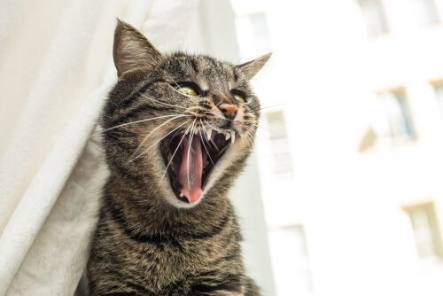 Кричит кот: почему коты кричат и как справиться с этим