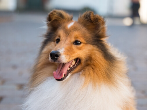 Шелти — характер, описание и фото породы собак шетландская овчарка