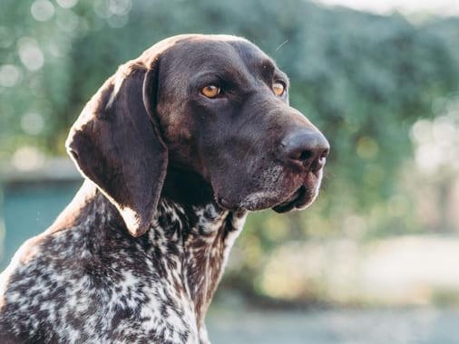 Курцхаар: фото собаки, описание и характер породы - PurinaOne.ru