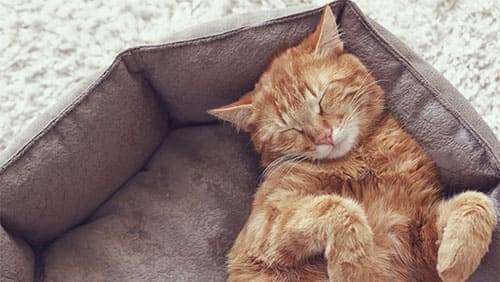Сколько часов в сутки спят кошки и почему - Purina ONE