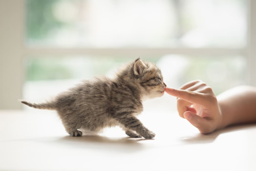 Как приучить котенка к новому месту